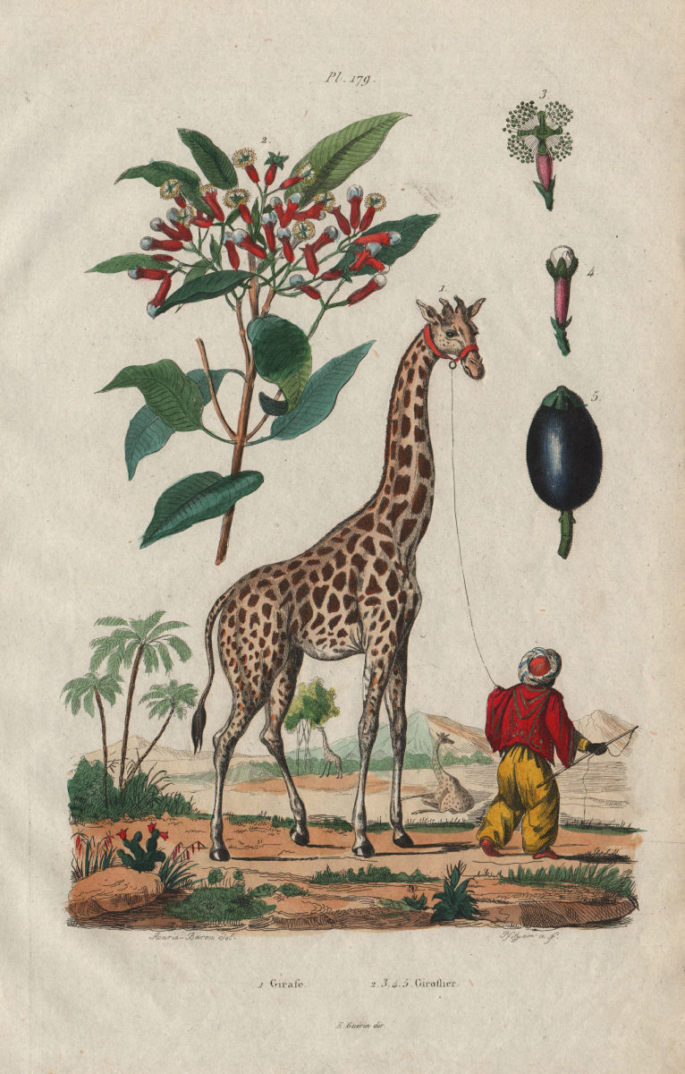 Giraffe (Girafe). Giroflier (Clove) 1833 old antique vintage print picture