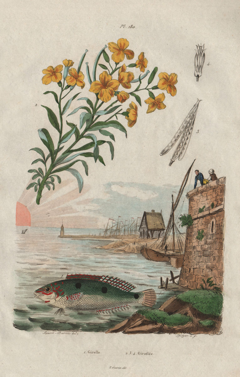 Girelle (Wrasse). Giroflée (Wallflower) 1833 old antique vintage print picture