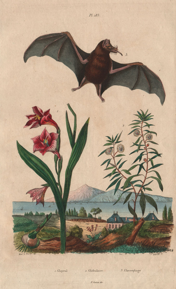 Gladioli (Sword lily). Globularia. Glossophaga (Pallas Long-Tongued Bat) 1833