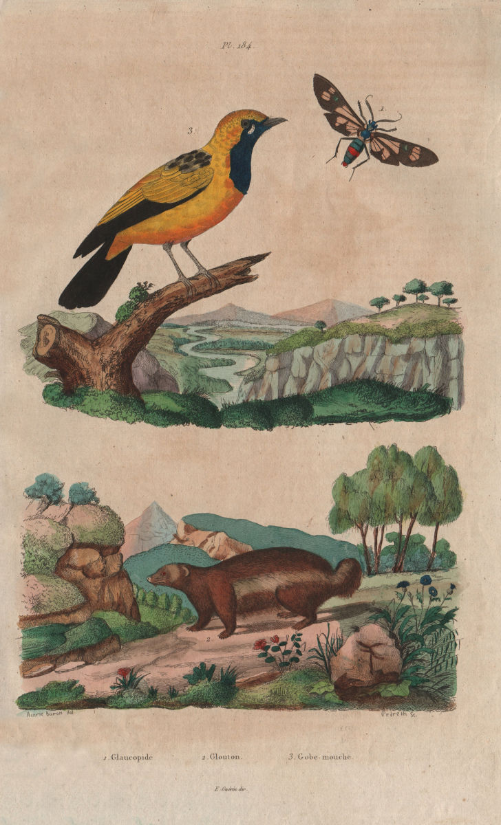 Associate Product Glaucopide. Glouton (Wolverine). Gobemouche (Flycatcher) 1833 old print