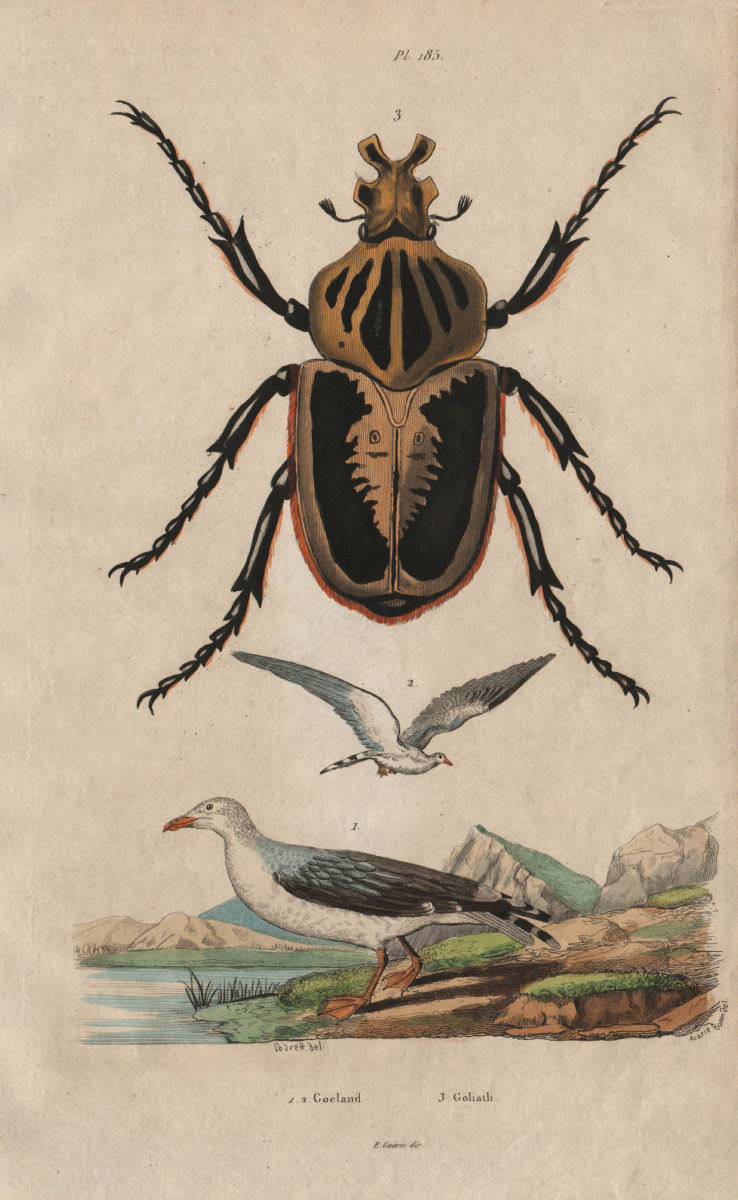 Goeland (Gull). Goliathus (Goliath Beetle) 1833 old antique print picture