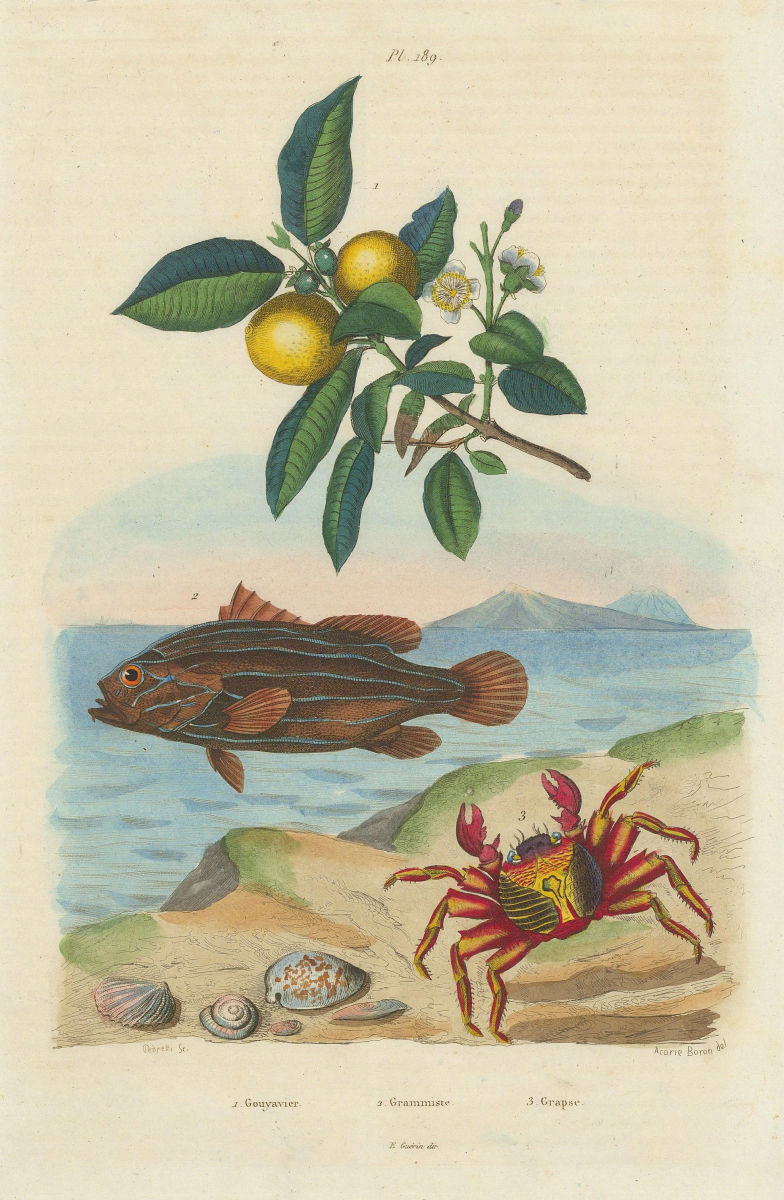 Associate Product Gouyavier (Guava Tree). Six-Lined Soapfish. Grapsus (Sally Lightfoot Crab) 1833