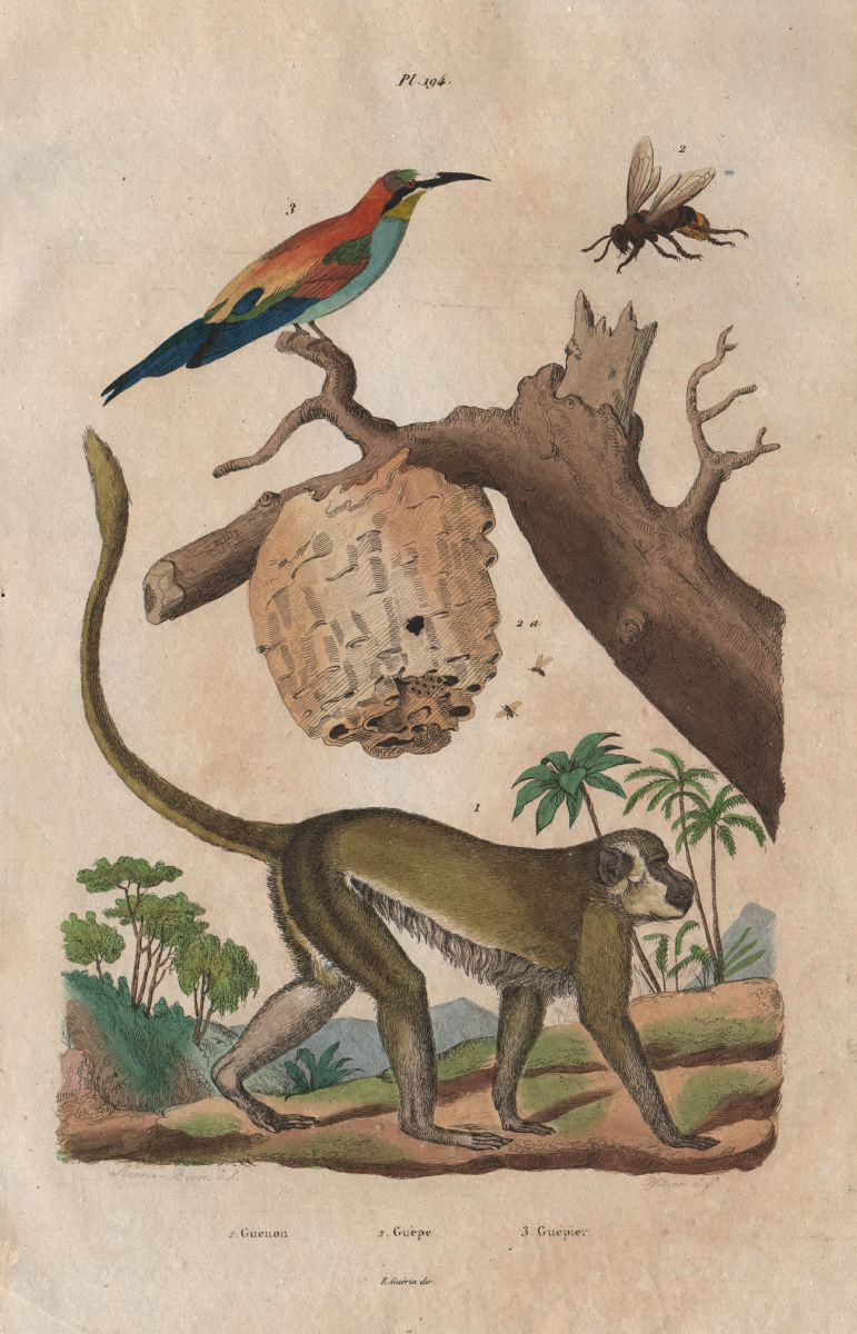 Associate Product ANIMALS. Guenon. Guèpe (Wasp). Guépier (Bee Eater). Primate 1833 old print