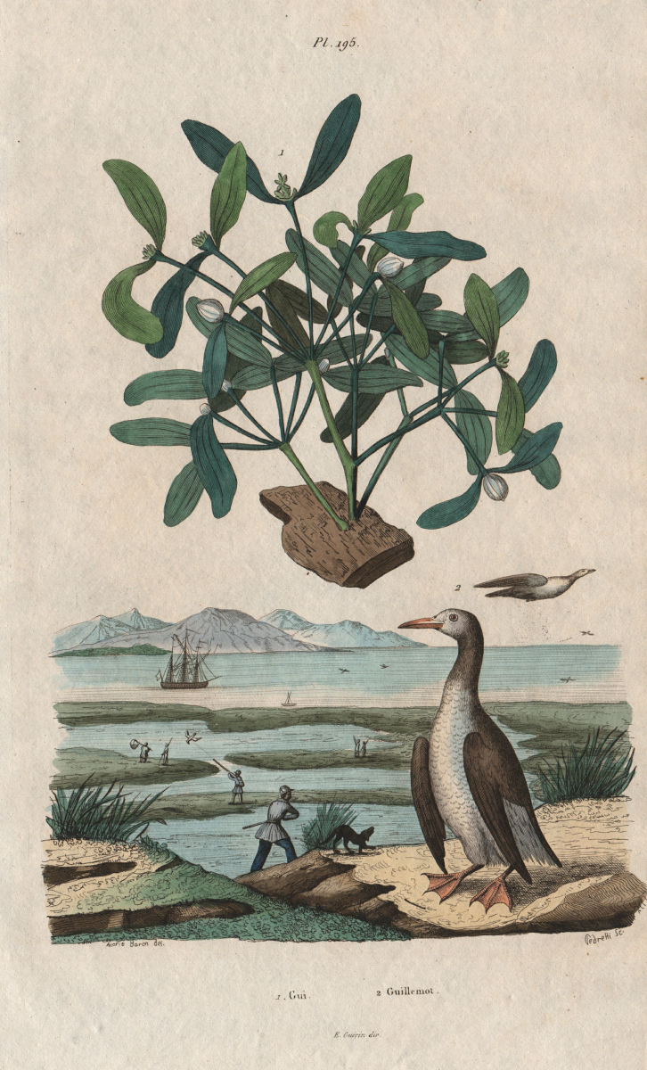 Gui (Mistletoe). Guillemot. Birds 1833 old antique vintage print picture