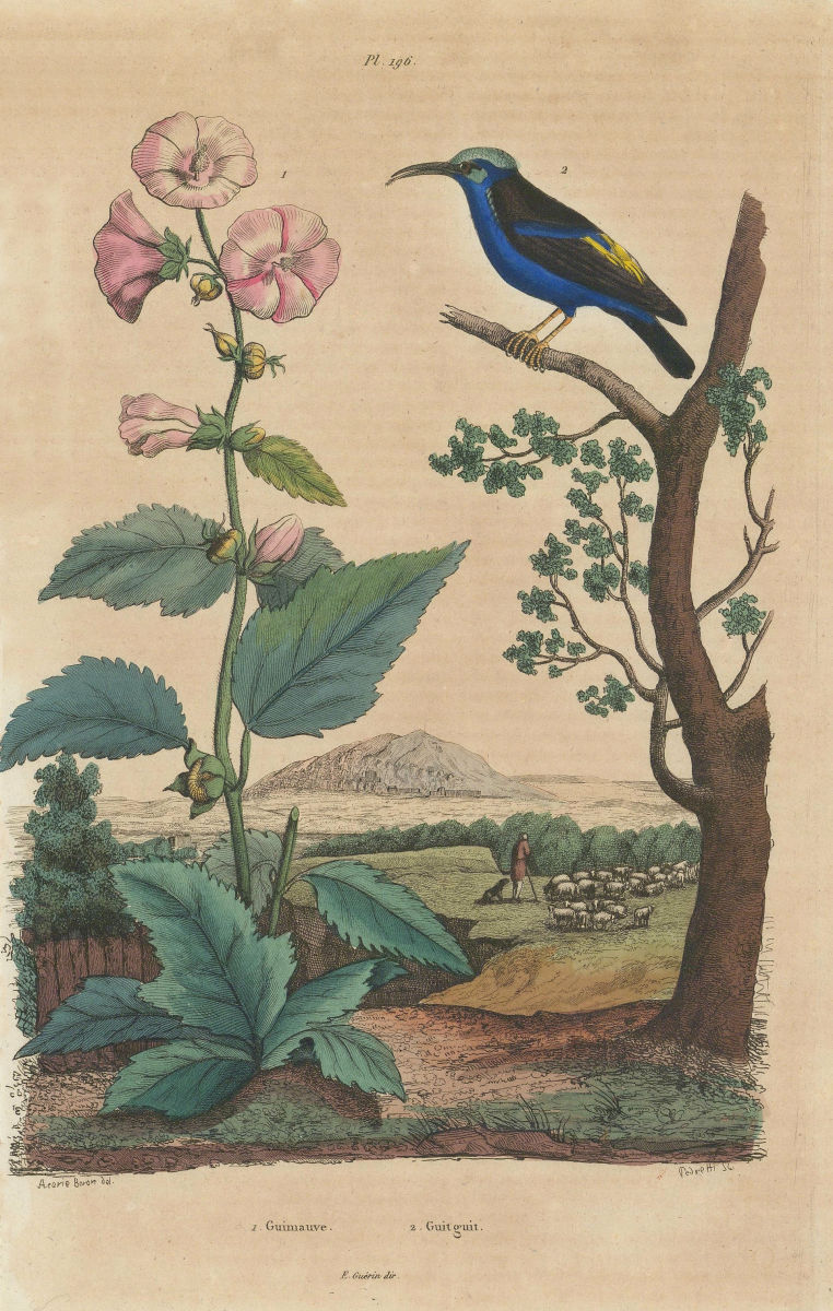 Guimauve (Marshmallow). Althaea officinalis. Guit-guit (Honeycreeper) 1833