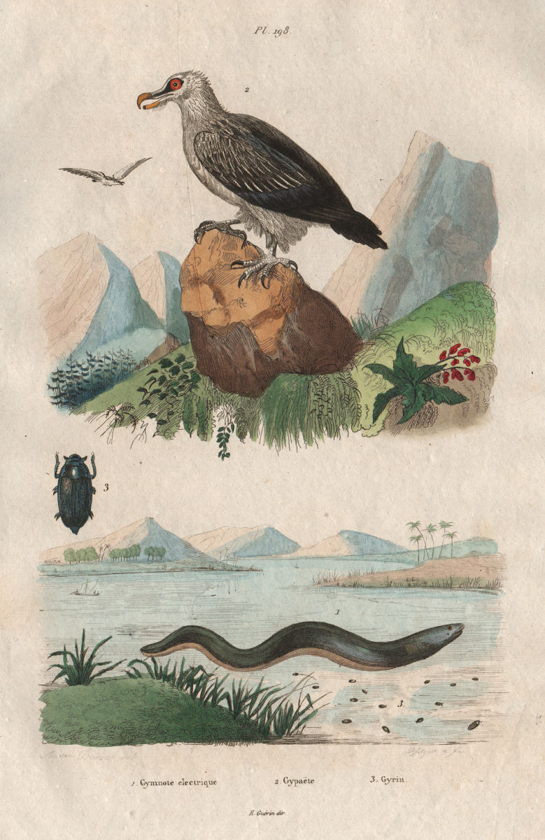 Electric Eel. Gypaète (vulture). Gyrinidae (whirligig beetle) 1833 old print