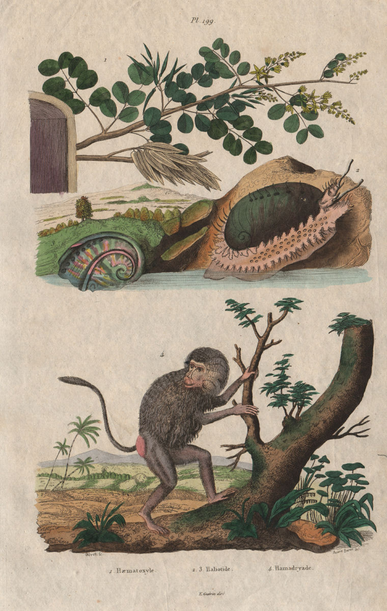 Haematoxylum campechianum (logwood) Haliotididae (abalone) Hamadryas baboon 1833