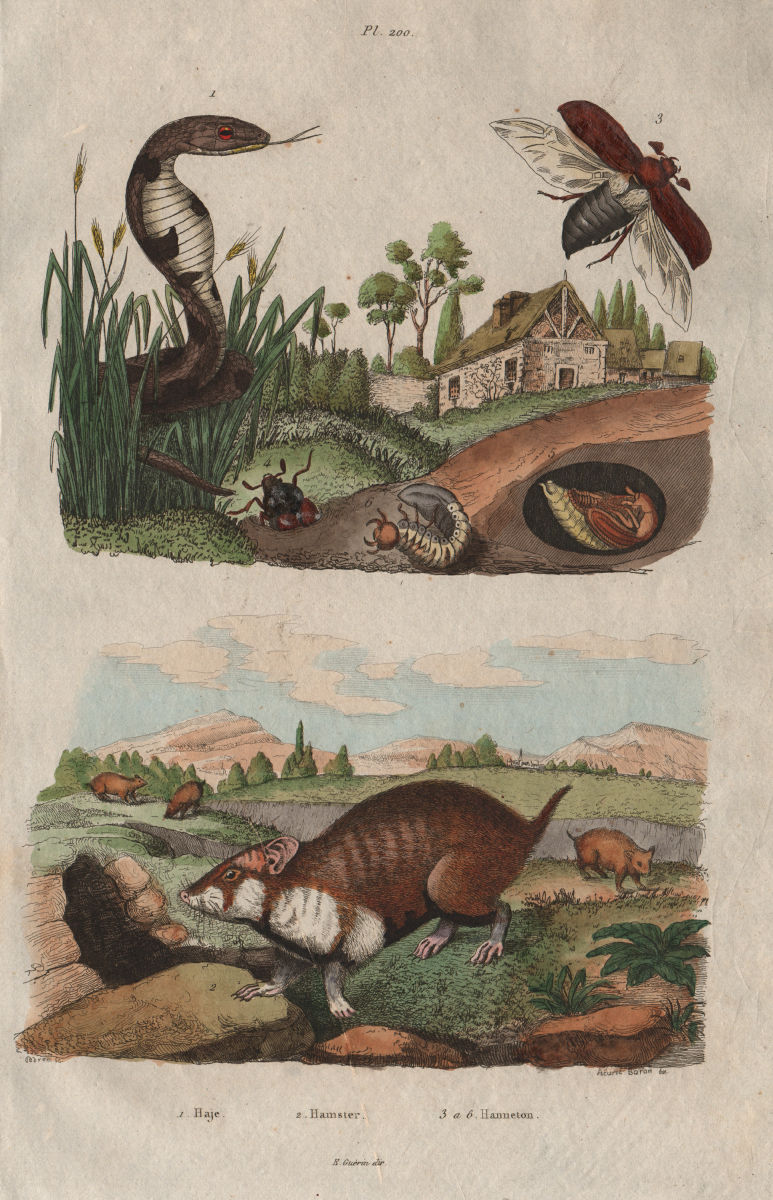 Associate Product Haje (Egyptian Cobra). Hamster). Hanneton (Cockchafer/Scarab Beetle) 1833