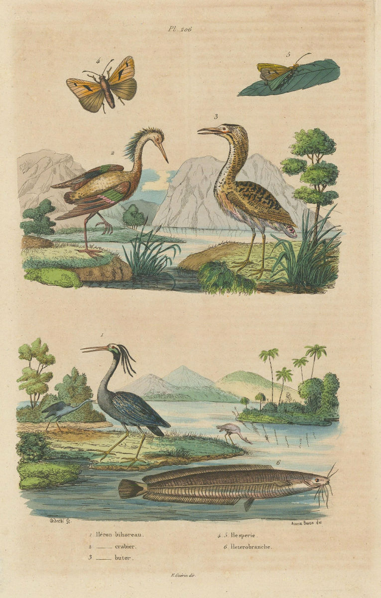 Associate Product Yellow-crowned night & Squacco Herons. Eurasian Bittern. African catfish 1833
