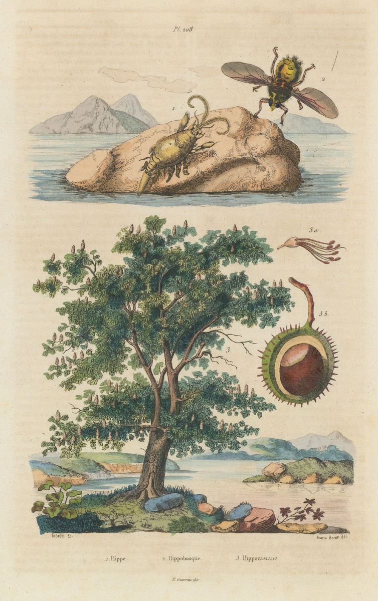 Hippidae (mole crab). Hippobosca fly. Hippocastanum (horse chestnut tree) 1833