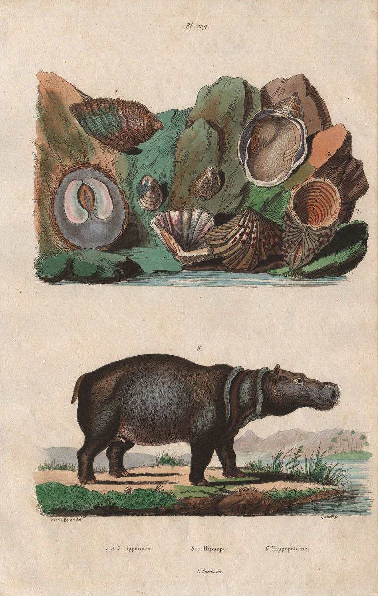 Associate Product Hipponix (hoof snails/shells). Cardita hippopea. Hippopotame (Hippopotamus) 1833