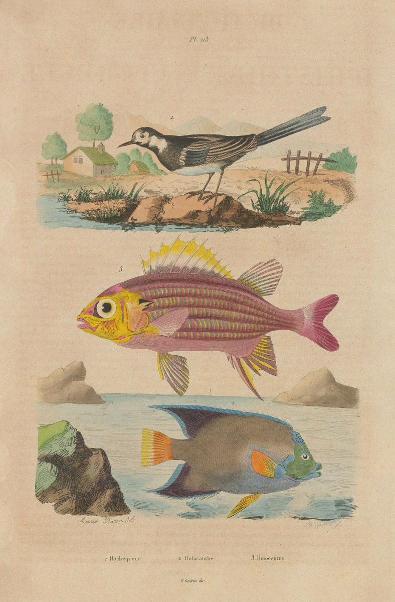 Associate Product White wagtail. Holacanthus angelfish. Holocentrinae (squirrelfish) 1833 print