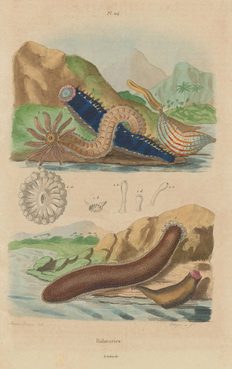 SEA CUCUMBERS. Holoturies (holothurians) 1833 old antique print picture