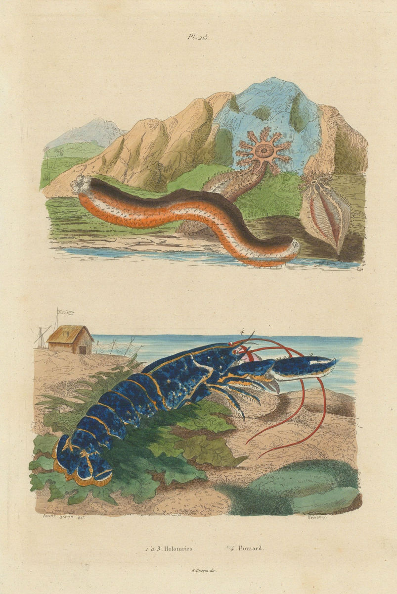 SEA CREATURES. Holoturies (holothurians). Homard (Lobster) 1833 old print