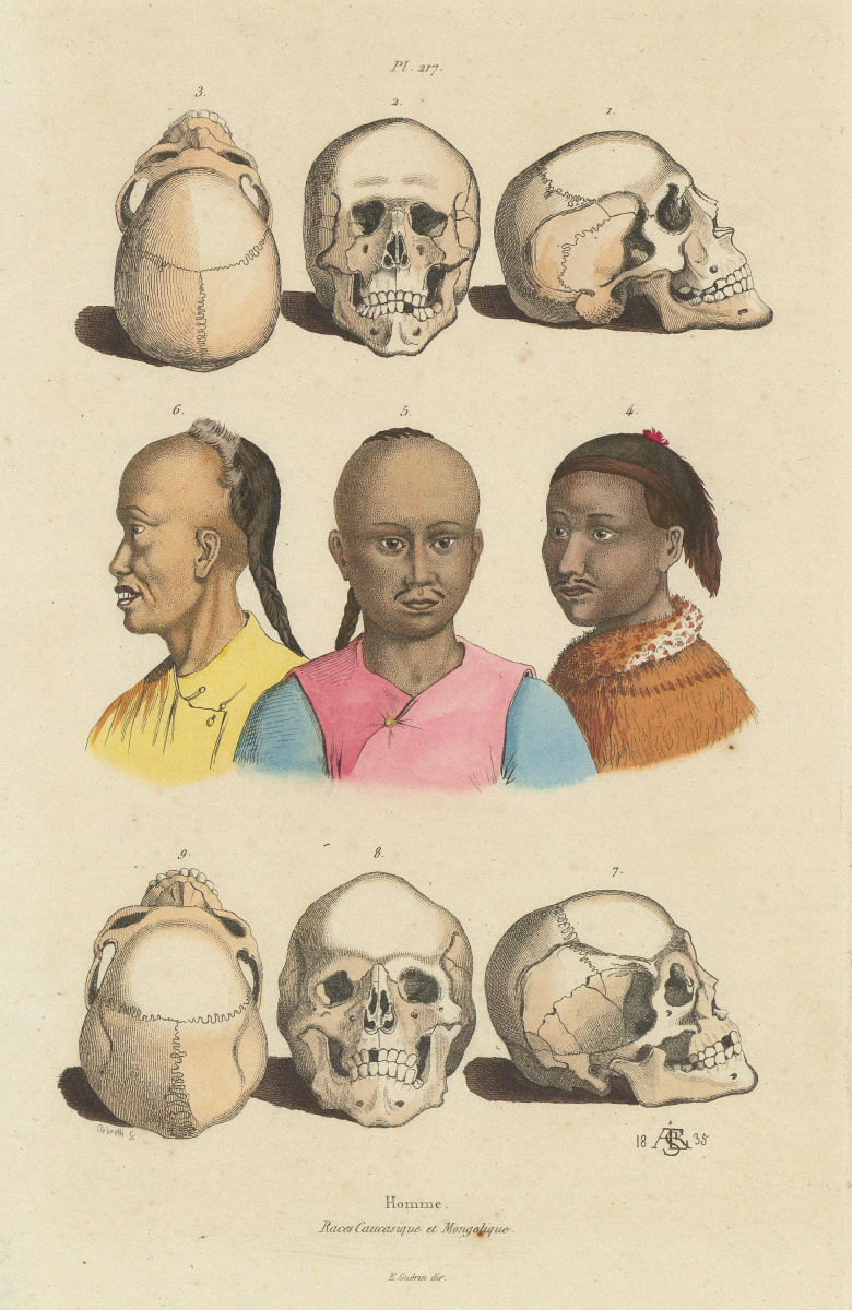 CAUCASIAN & MONGOLOID RACES. Caucasique Mongolique. Skulls faces 1833 print