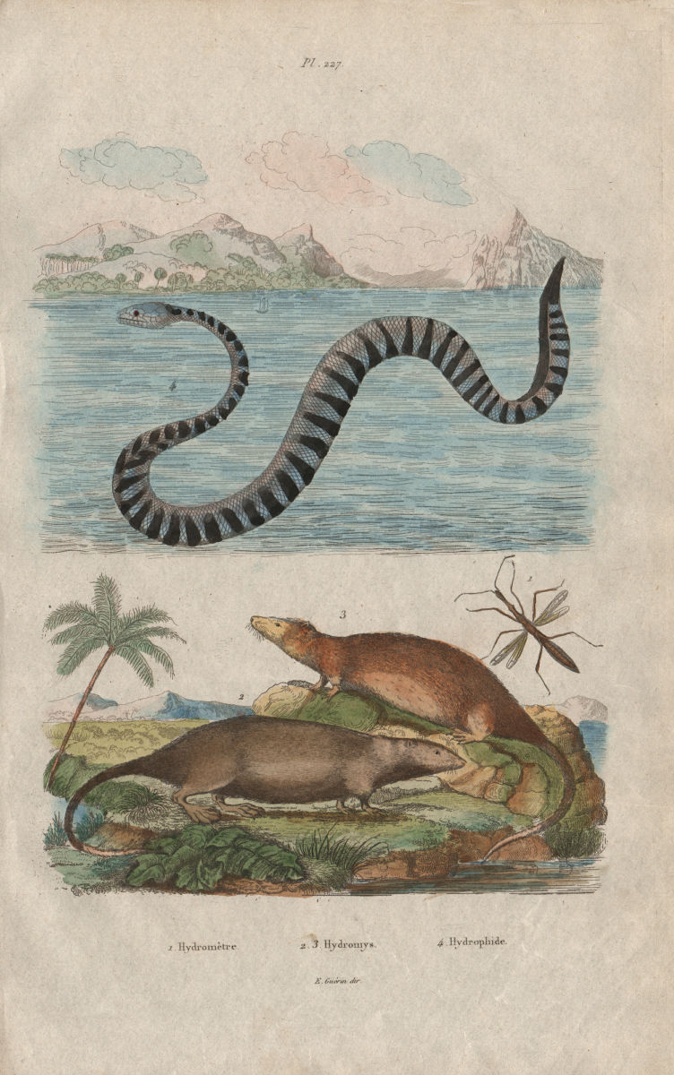 Associate Product Hydrometridae (marsh treader) Hydromys (Water Rat) Hydrophiinae (sea snake) 1833