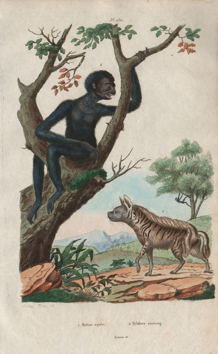MAMMALS. Hyène rayée (striped Hyena). Hylobate Siamang gibbon 1833 old print