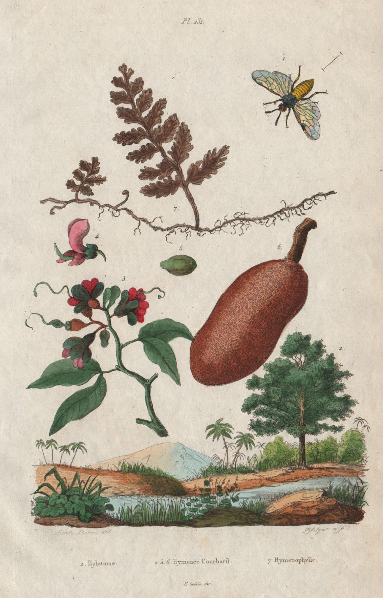 Associate Product Arge ochropus (rose sawfly). Hymenaea courbaril. Hymenophyllum (filmy fern) 1833