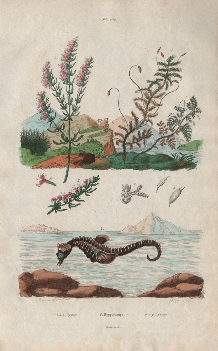 Hypnes. Hyppocampe (Sea Horse). Hyssopus officinalis (Hyssop) 1833 old print