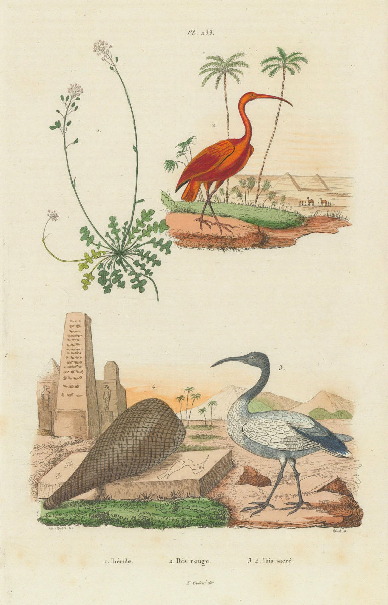 Associate Product Iberis (candytuft). Ibis rouge (Scarlet Ibis). Ibis Sacré (Sacred Ibis) 1833