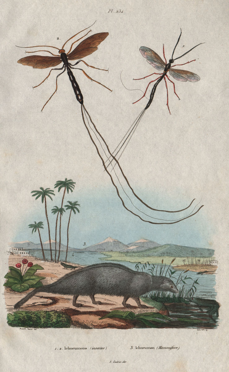 Ichneumon wasps. Herpestes ichneumon (Egyptian mongoose) 1833 old print