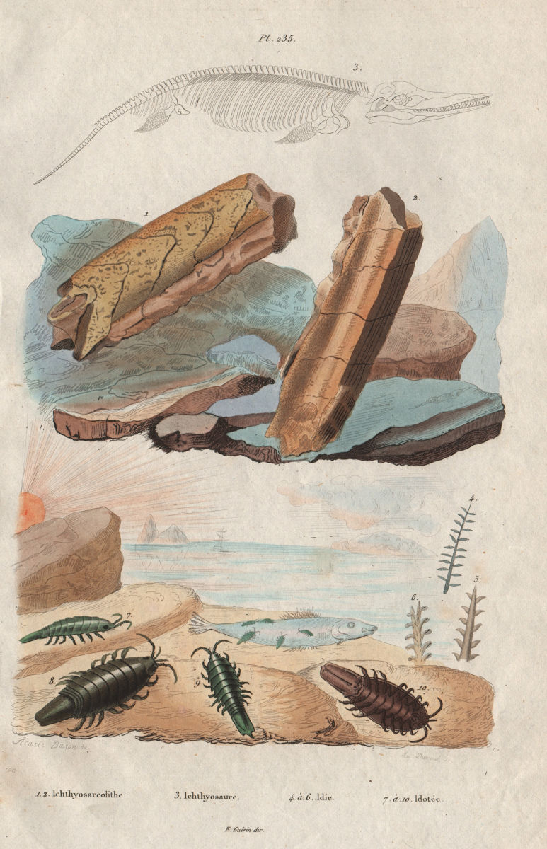Ichthyosarcolithe. Ichthyosaur fossil. Idie. Idotea (isopod) 1833 old print