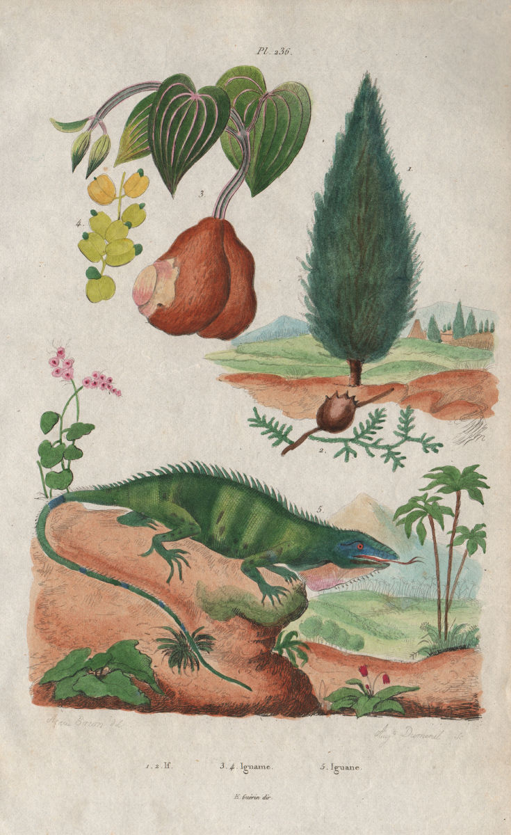 Associate Product Taxus baccata (English Yew). Igname (Yam). Iguane (Iguana) 1833 old print
