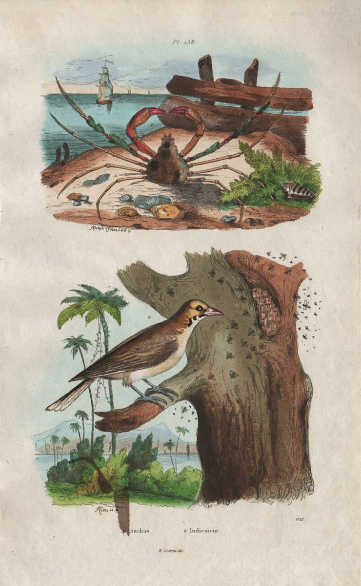 ANIMALS. Inachus crab. Indicator bird (Honeyguide) 1833 old antique print