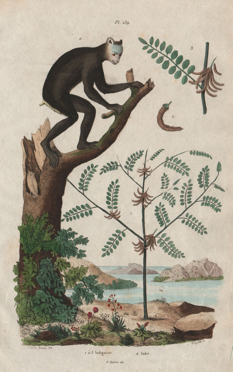 Associate Product PRIMATES/PLANTS. Indigotier (indigo plant). Indri lemur 1833 old antique print