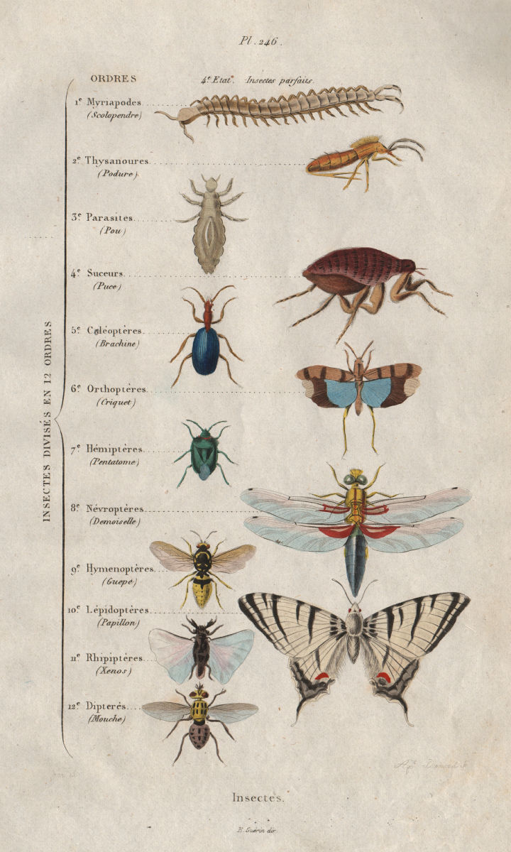 Associate Product INSECT KINGDOM. Insectes. 12 orders. Classification 1833 old antique print