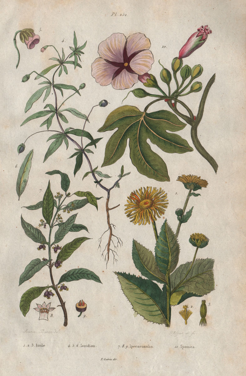 Associate Product PLANTS. Inule (Inula). Ionidion. Carapichea ipecacuanha. Ipomoea 1833 print
