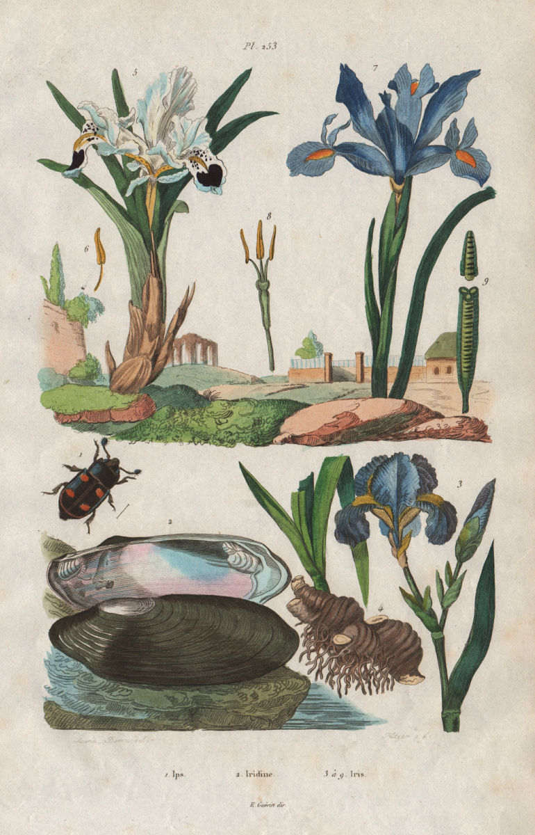Ips beetle. Iridina mollusc. Iris flower 1833 old antique print picture