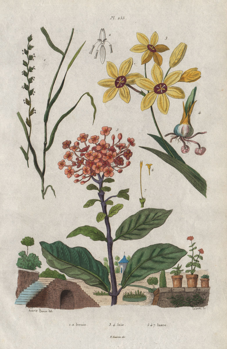 Associate Product PLANTS. Ivraie (Darnel). Ixia. Ixora 1833 old antique vintage print picture