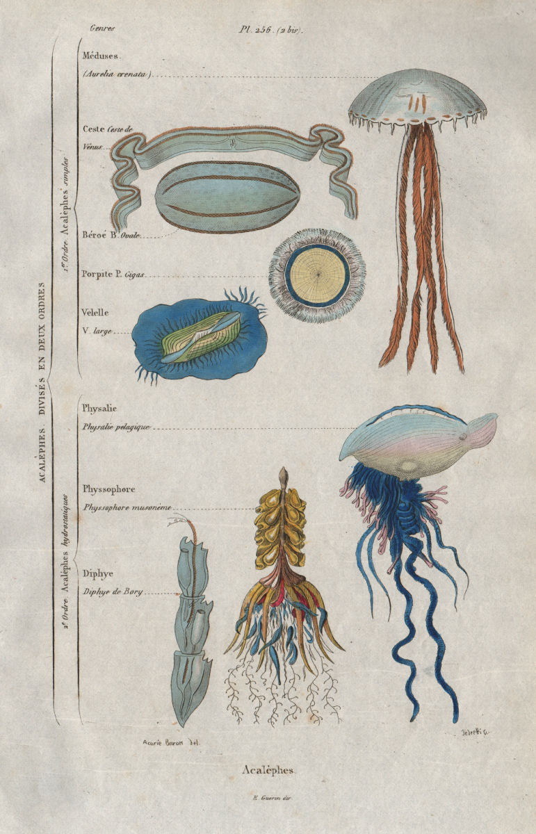 Associate Product Acalèphes (Jellyfish). 2 Orders. Classification. Portuguese Man o'War 1833