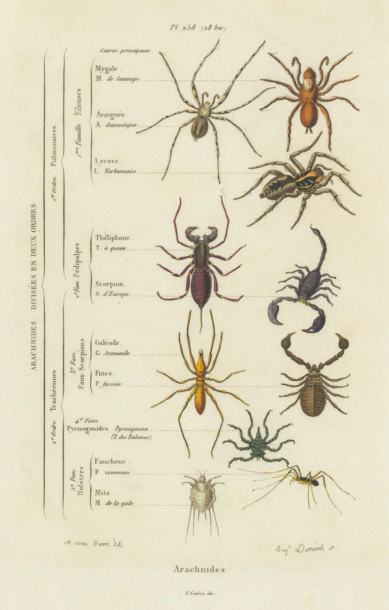 SPIDERS. Arachnides (Arachnids). 2 orders. Classification. Classes 1833 print
