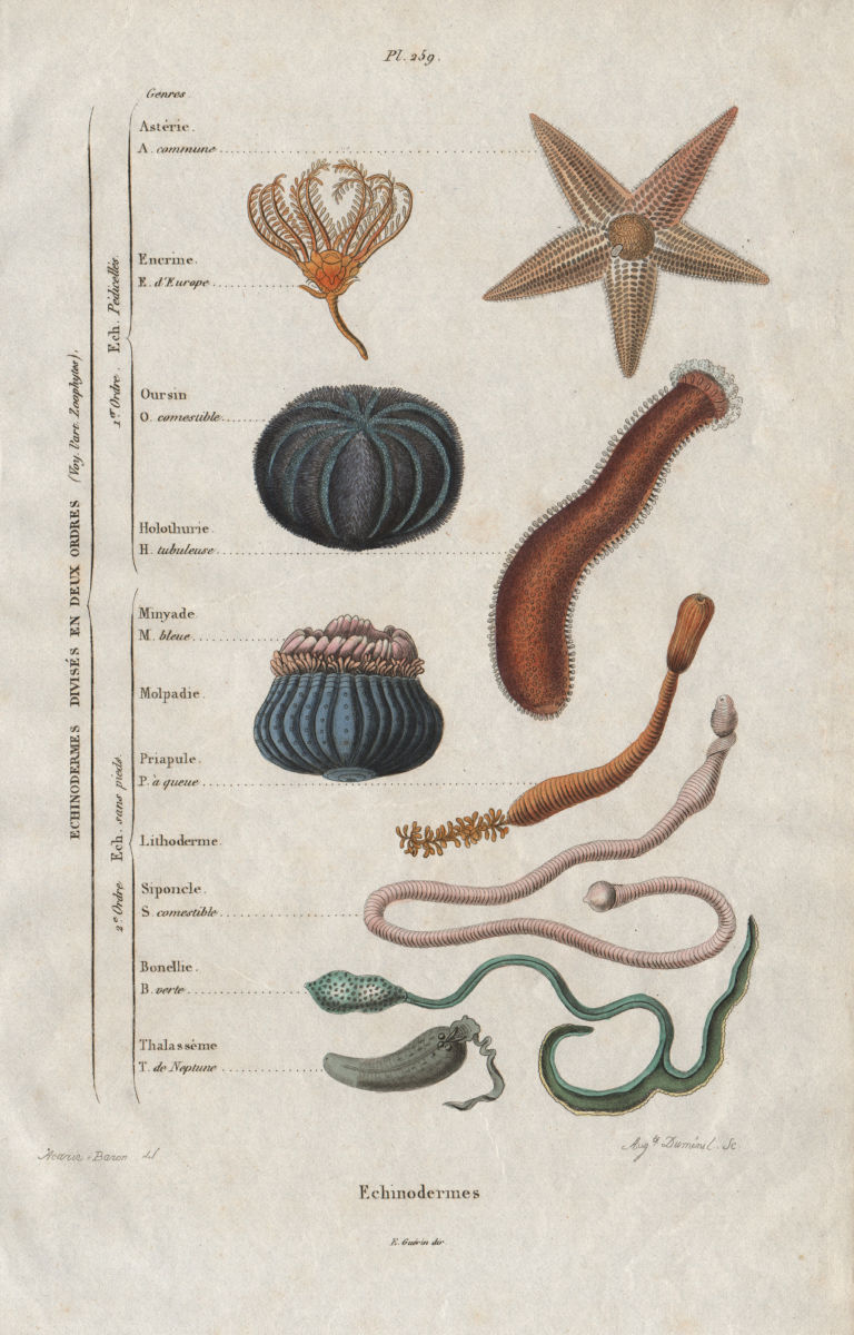 Associate Product ECHINODERMS. In 2 orders. Classification. Marine animals 1833 old print