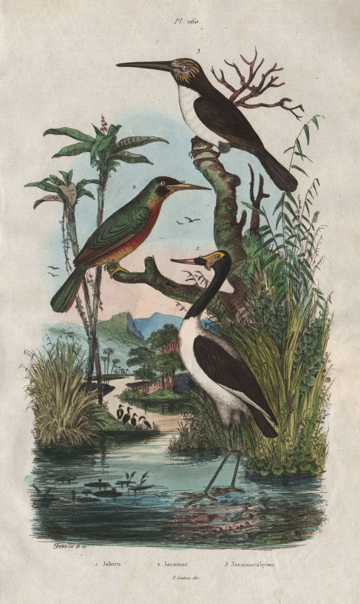 BIRDS. Jabiru stork. Jacamar. Jacamaralcyon (three-toed Jacamar) 1833 print