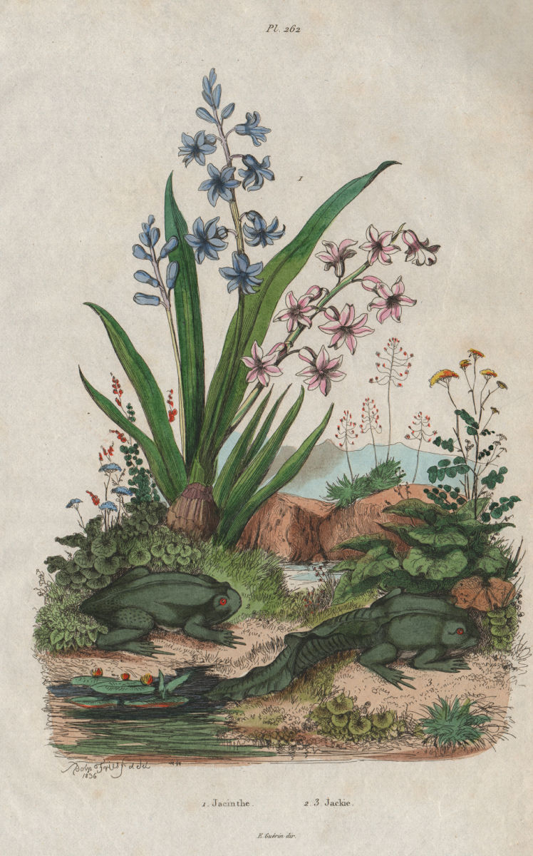 Jacinthe (Hyacinth). Jackie toad 1833 old antique vintage print picture