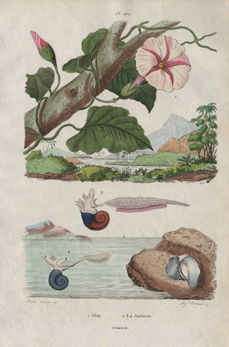 Jalap (Ipomoea purga). Janthina (Common Purple Snail) 1833 old antique print
