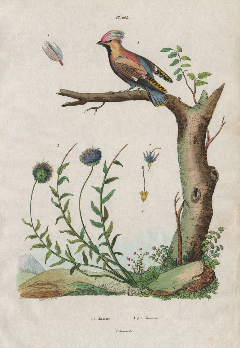 BIRDS/PLANTS. Jaseur (Waxwing). Jasione 1833 old antique vintage print picture