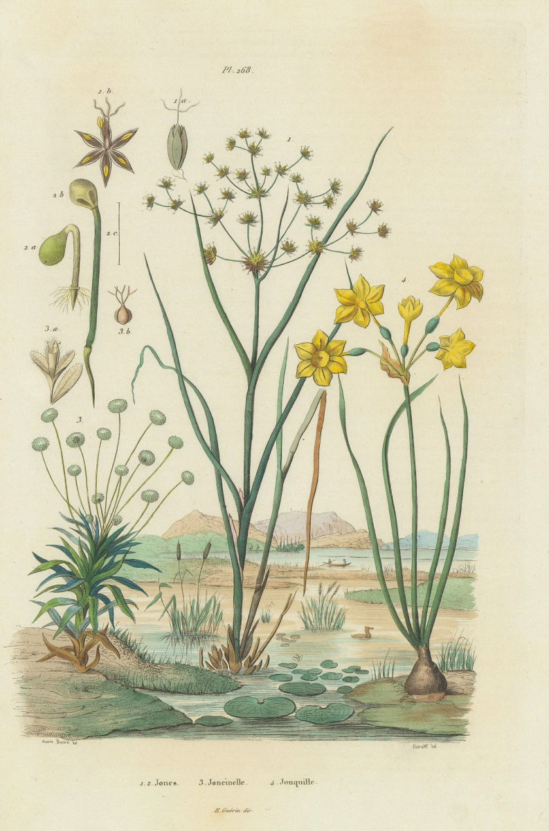 Associate Product Juncus (rushes). Eriocaulon (pipewort). Joncinelle. Jonquille (Daffodil) 1833