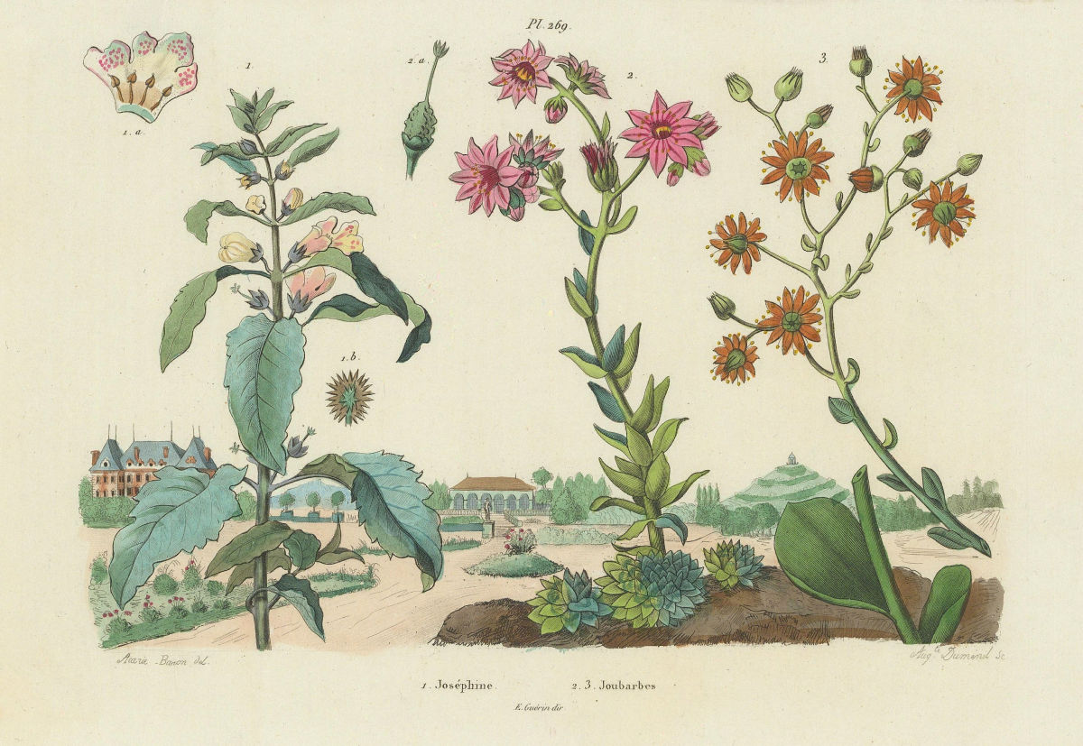 PLANTS. Joséphine. Joubarbes (Sempervivum) 1833 old antique print picture