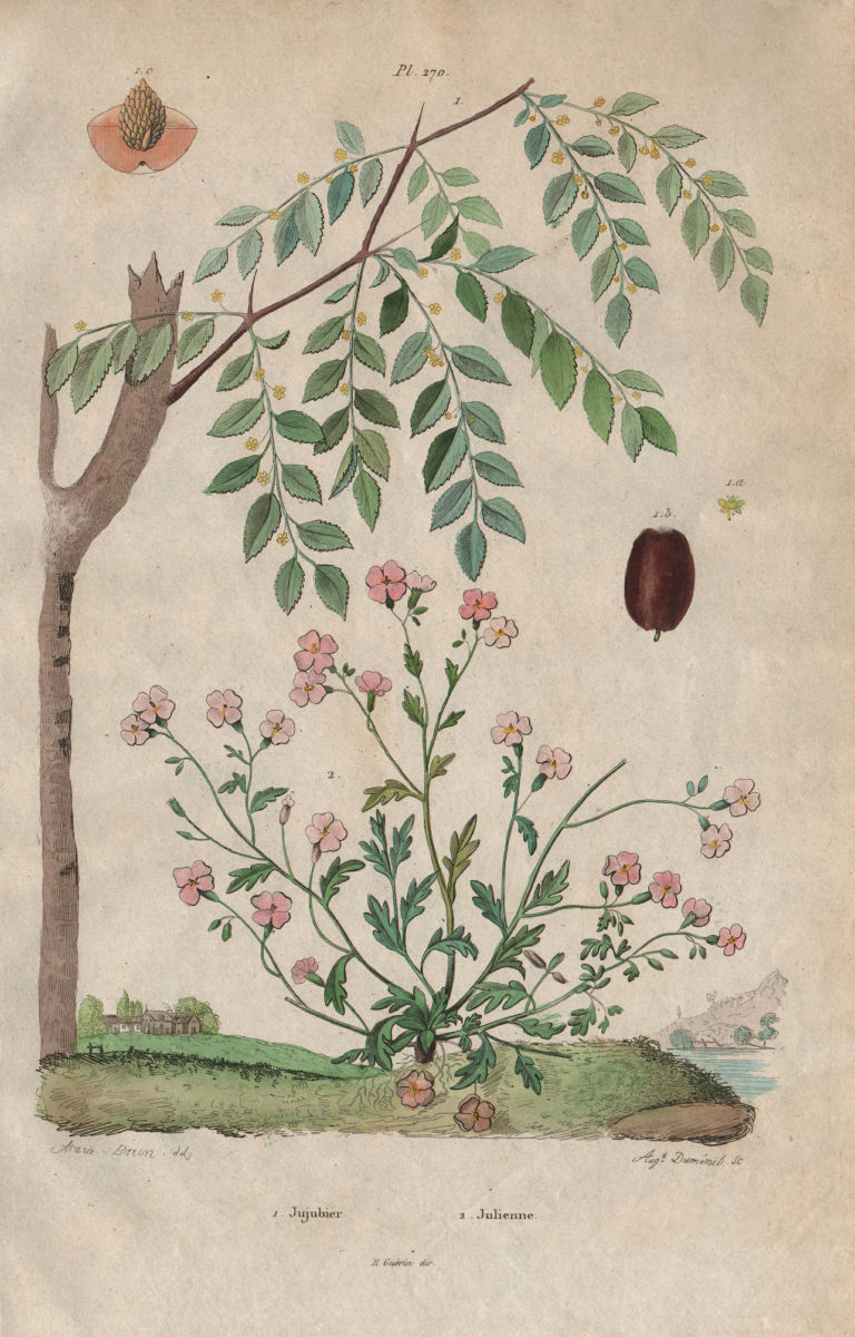 Associate Product Jujubier (Jujube tree). Julienne (Hesperis matronalis - dame rocket) 1833
