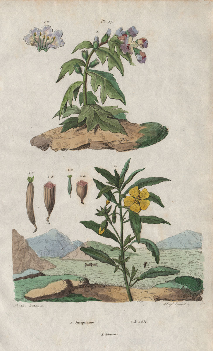 PLANTS. Jusquiame (Henbane). Jussiée (Water Primrose) 1833 old antique print