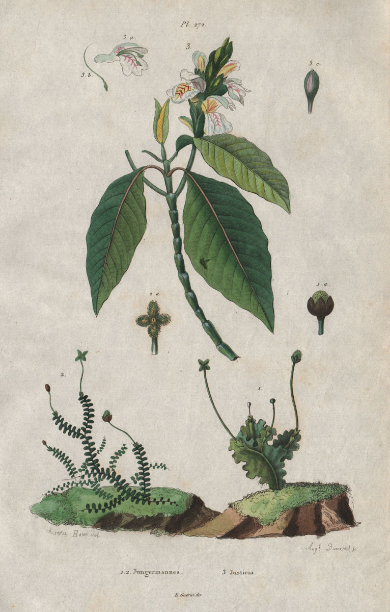 PLANTS. Jungermanniales (Liverworts). Justicia 1833 old antique print picture