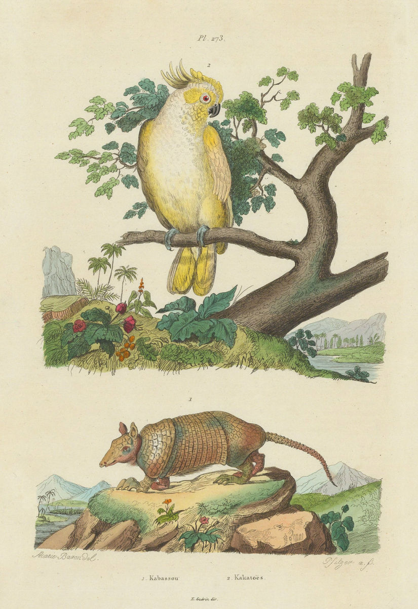 Associate Product Kabassou (Cabassous armadillo). Kakatoes (Cockatoo). Yellow/Suplhur crested 1833