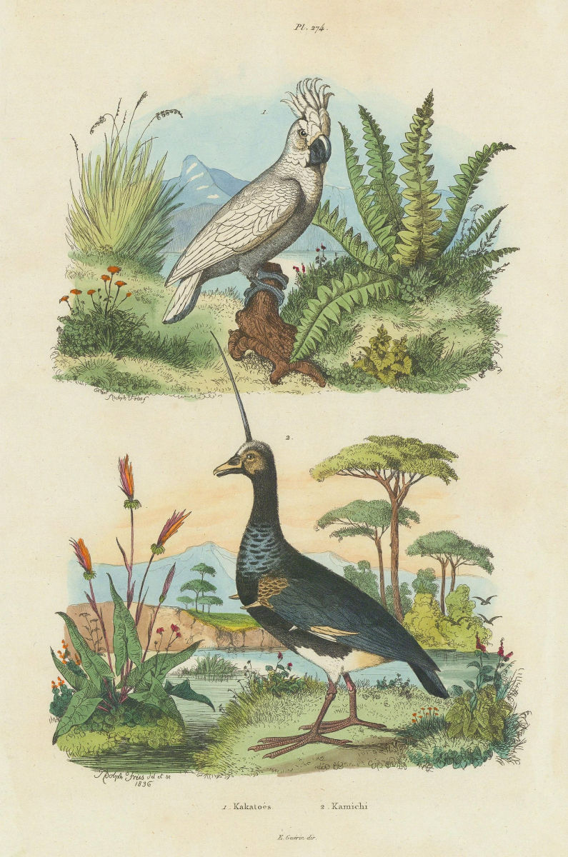 Associate Product Kakatoes (White crested Cockatoo). Kamichi (Southern Screamer); head spike 1833