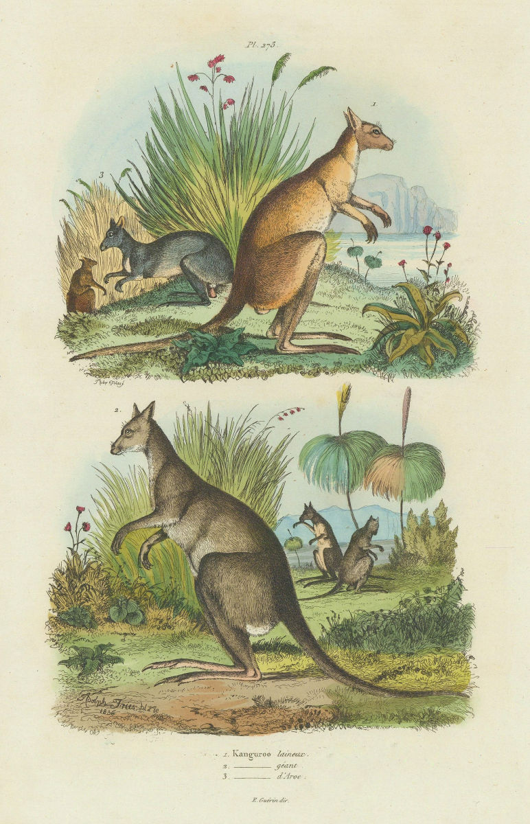 MARSUPIALS Red kangaroo. Eastern grey kangaroo/Macropus giganteus. Wallaby 1833