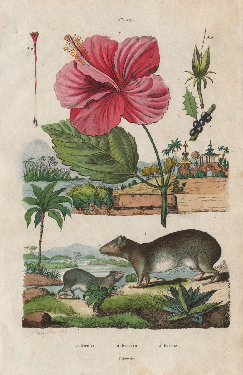 Associate Product Kermes oak. Kerodon rodent. Ketmie (Hibiscus) 1833 old antique print picture