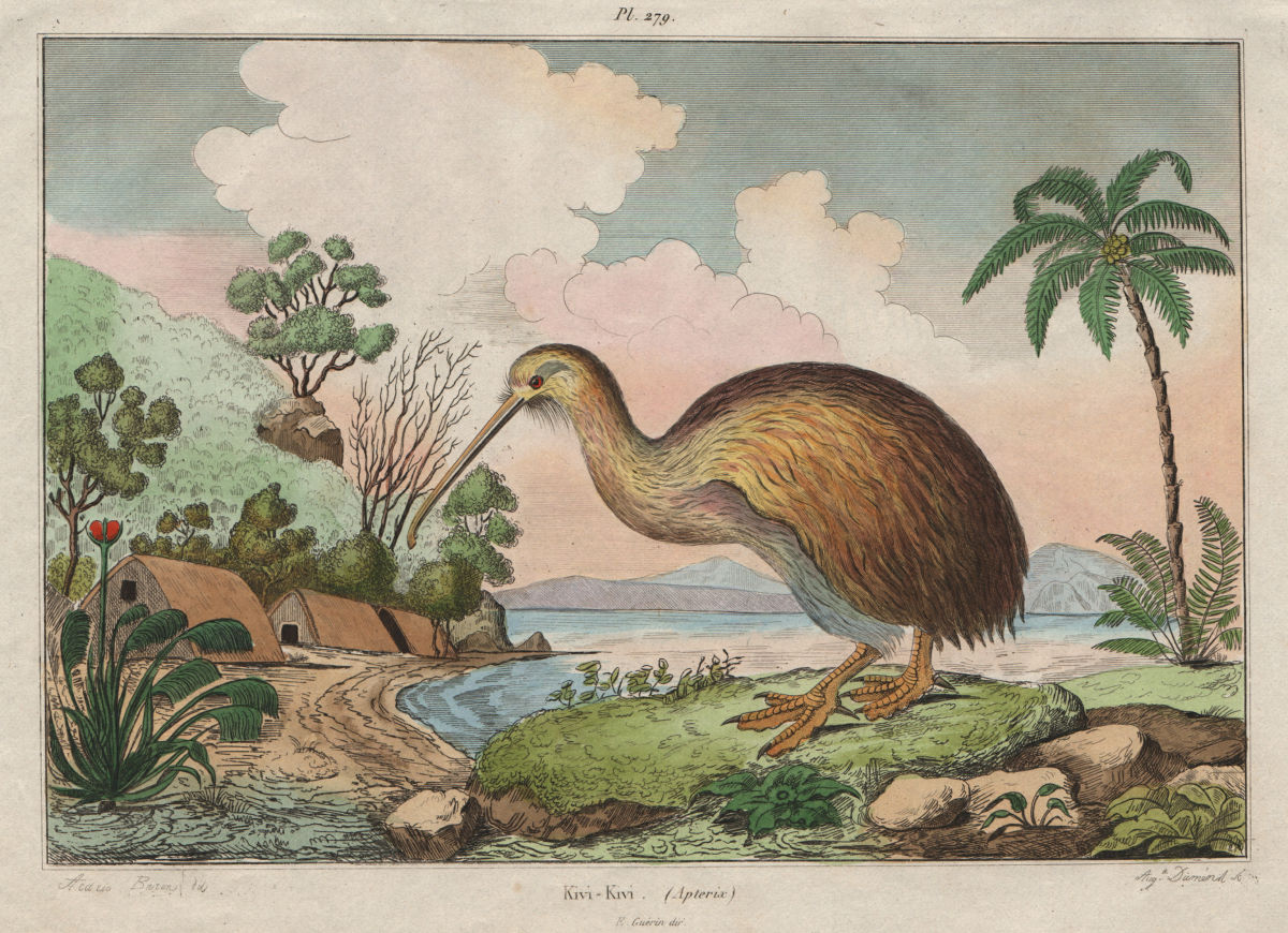 KIWI. Kivi-Kivi. Kiwi. Flightless Birds. New Zealand 1833 old antique print